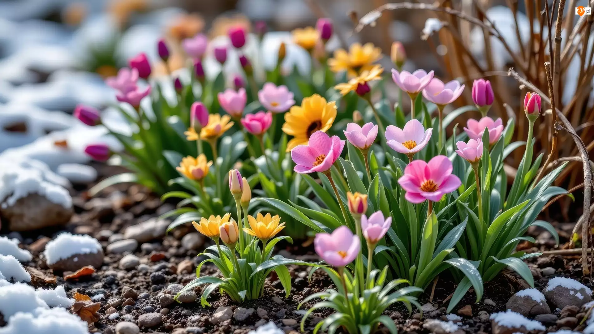 Śnieg, Żółte, Różowe, Kwiaty