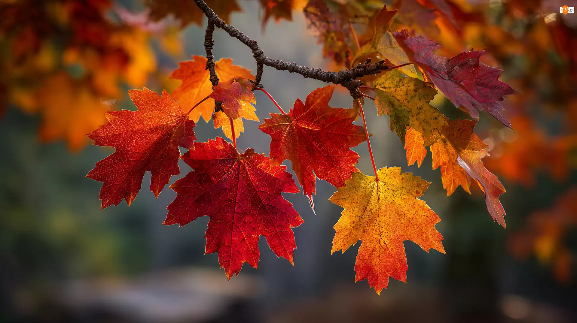 Grafika AI, Czerwone, Liście, Klon