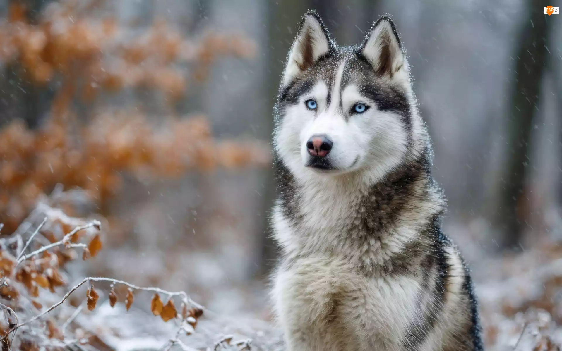 Gałązki, Pies, Siberian husky, Niebieskooki