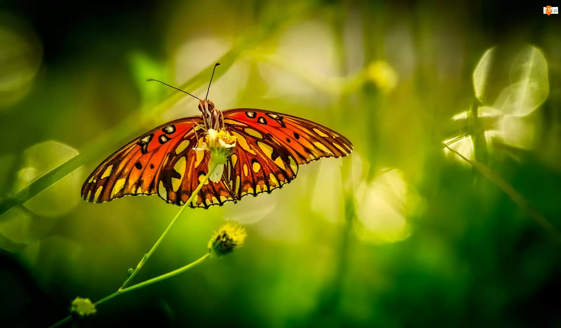 Zbliżenie, Motyl, Roślina