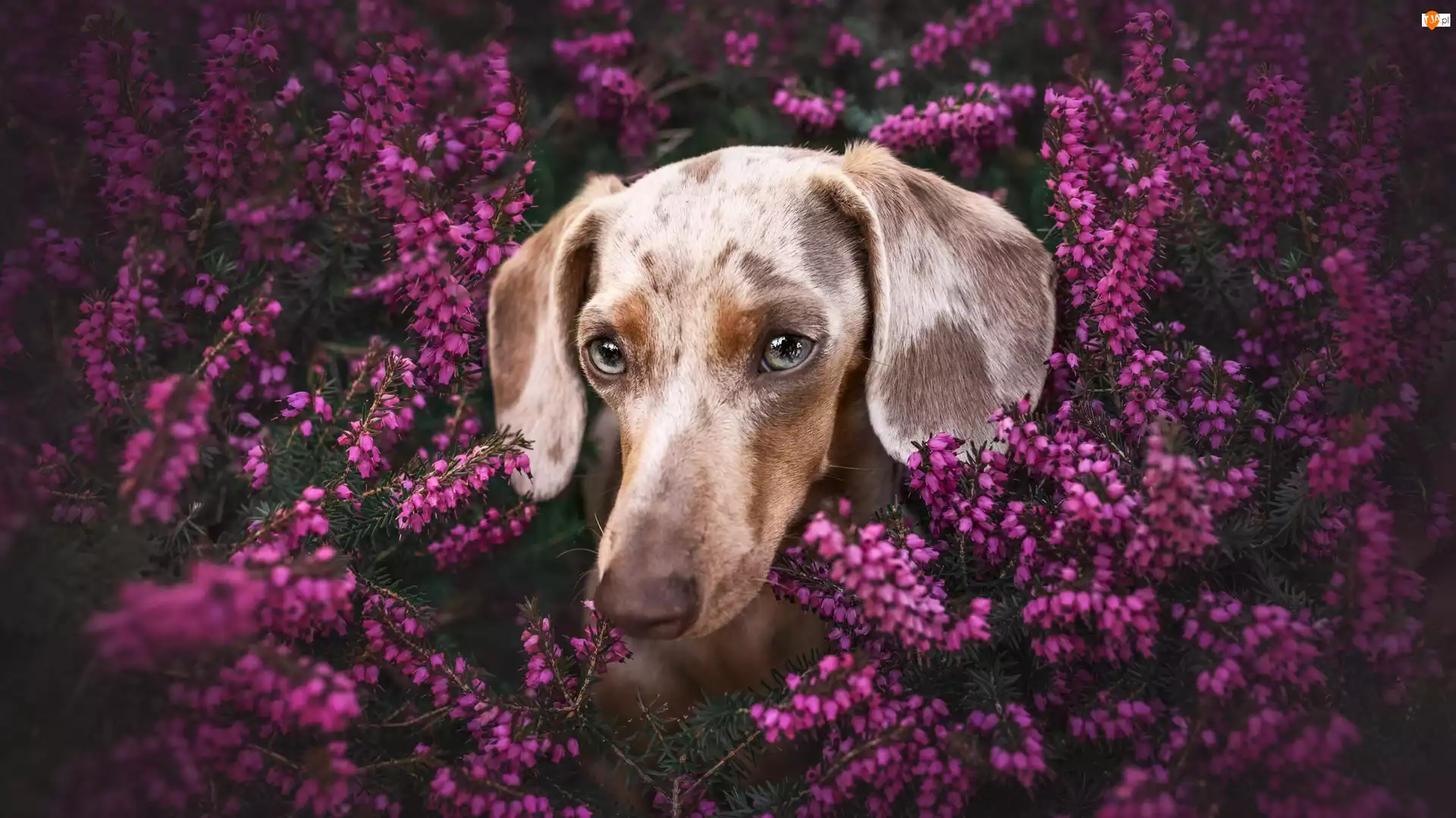 Wrzosy, Pies, Jamnik