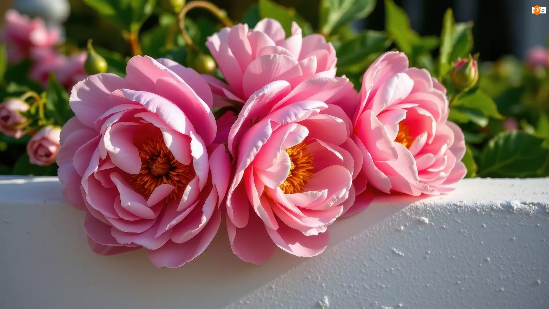 Murek, Kwiaty, Różowe, Piwonie