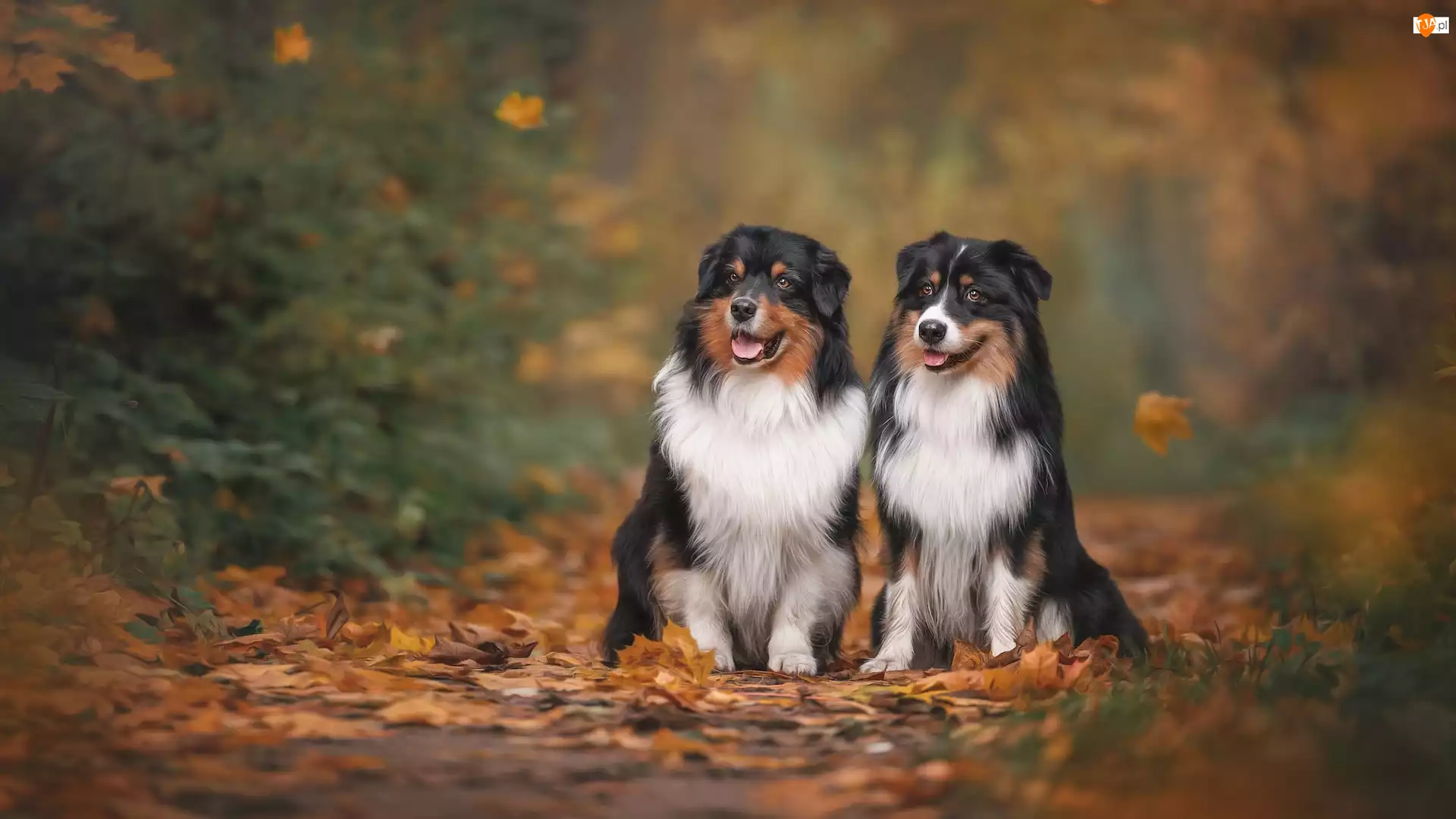 Owczarki australijskie, Suche, Dwa, Psy, Liście