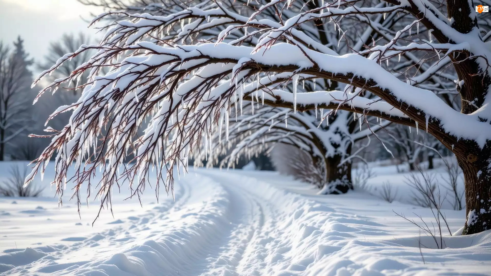 Śnieg, Zima, Droga, Sople, Ośnieżona, Drzewa