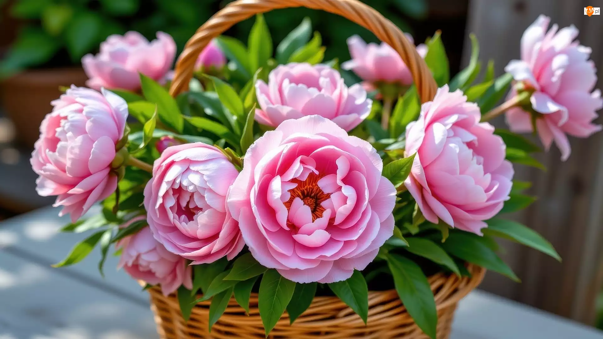 Koszyk, Wiklinowy, Piwonie, Listki, Różowe, Zielone
