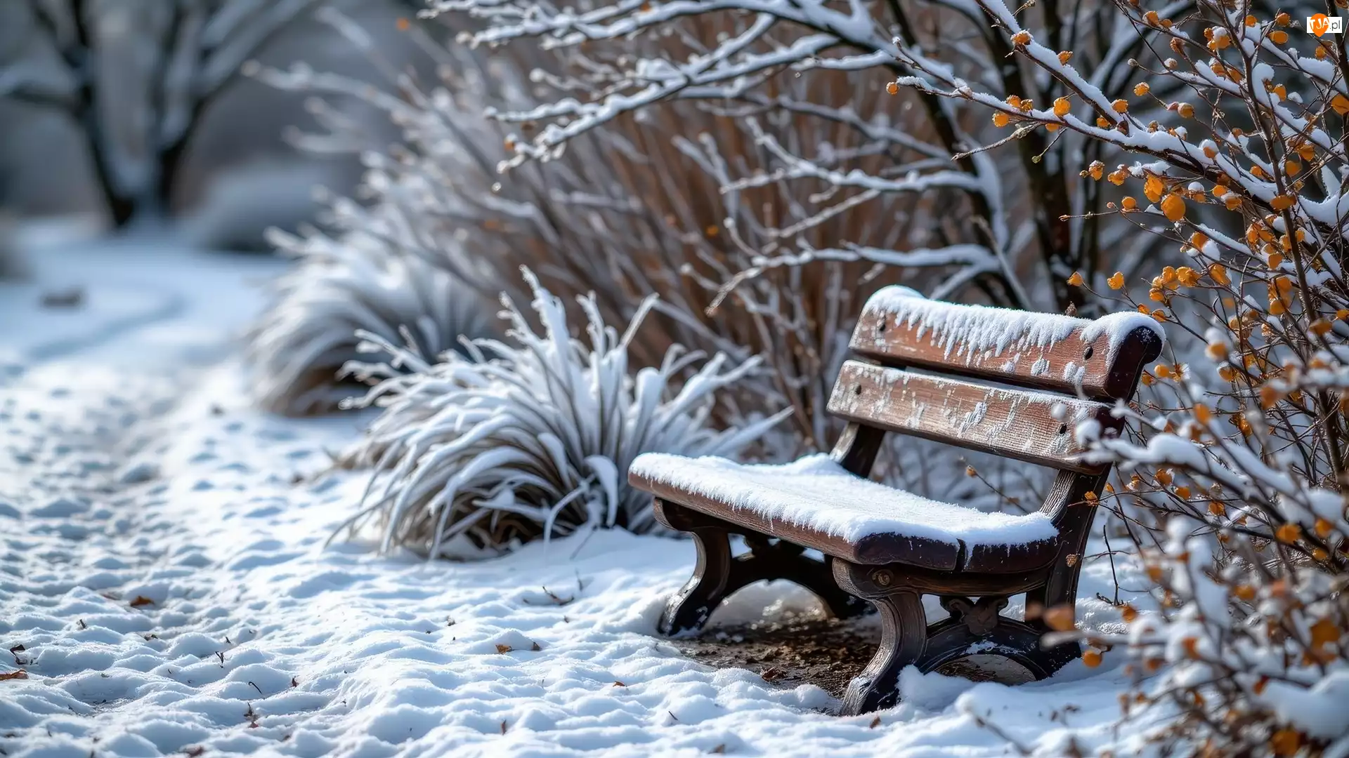 Śnieg, Zima, Ławka, Krzewy, Ośnieżona, Rośliny