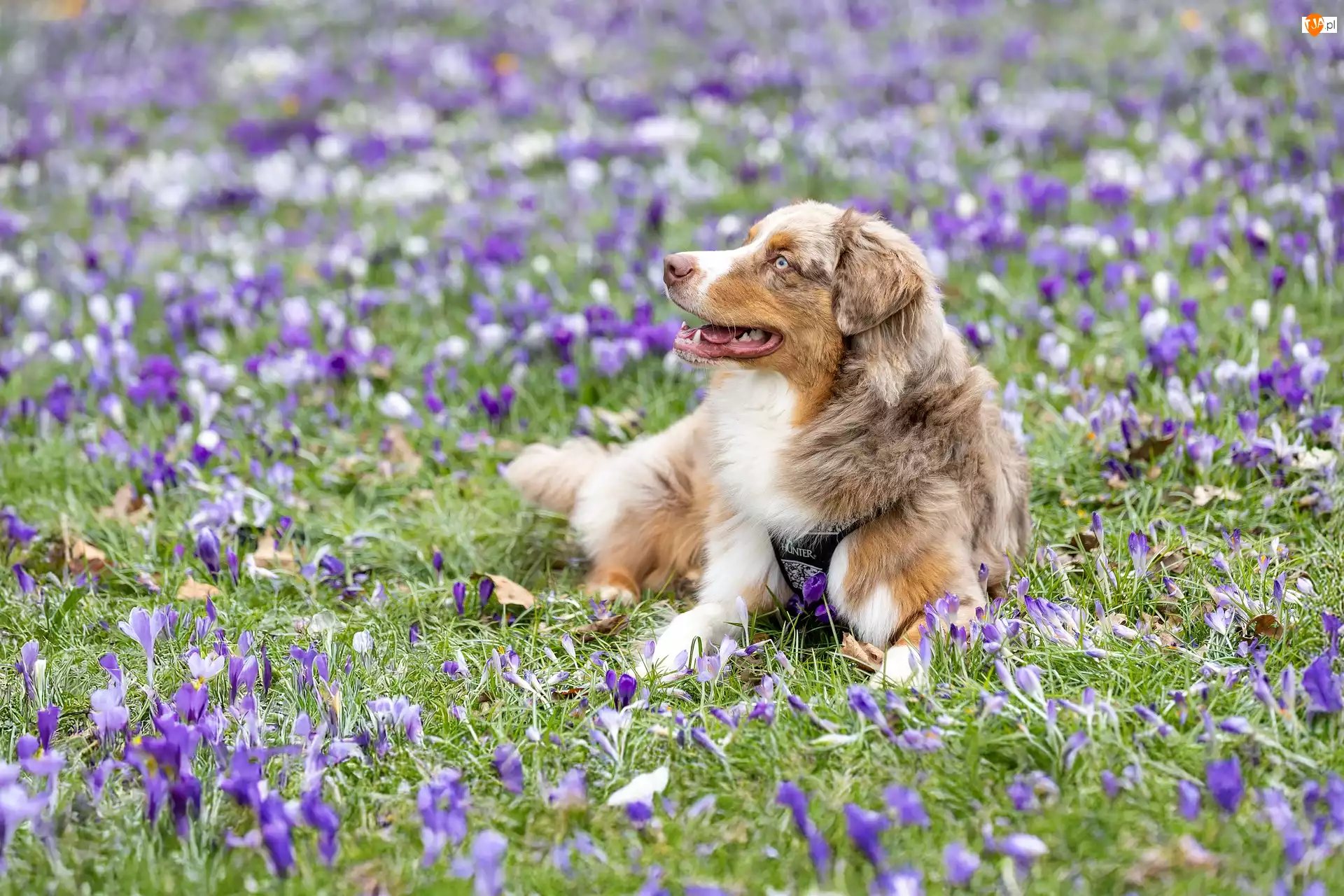 Owczarek australijski, Łąka, Krokusy, Pies
