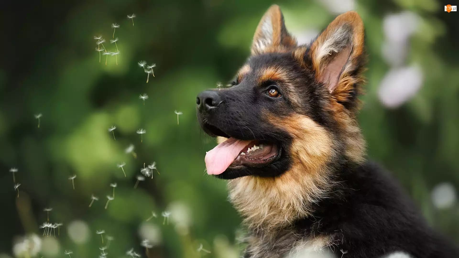 Niełupki, Pies, Owczarek niemiecki, Dmuchawce