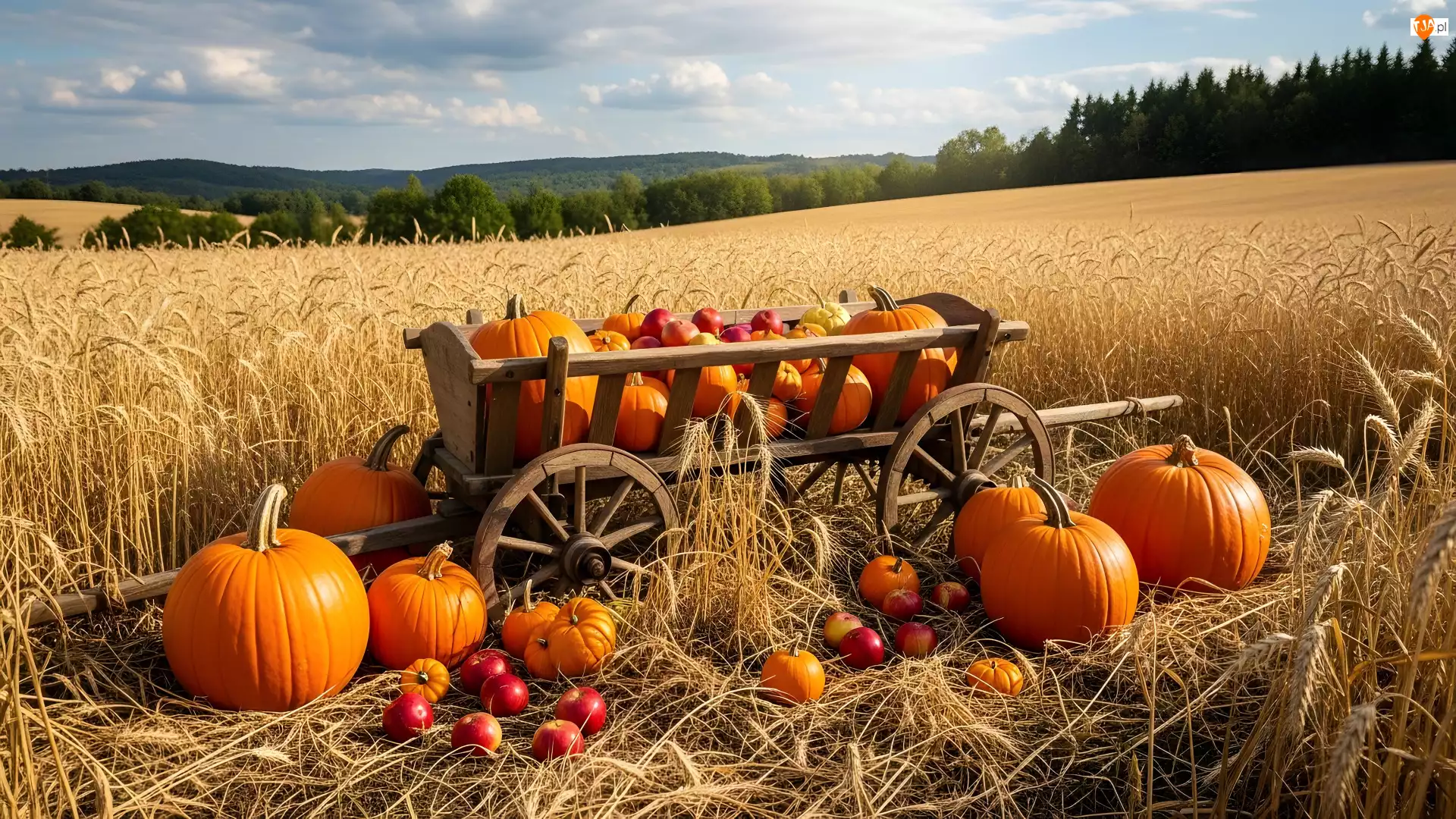 Wóz, Zboże, Jabłka, Dynie, Pole