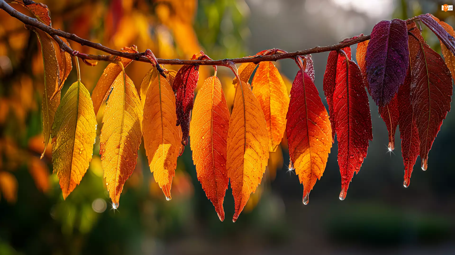 Liście, Grafika AI, Jesienne, Gałązka, Krople