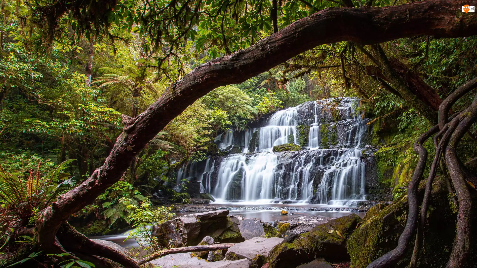 Drzewa, Wodospad, Nowa Zelandia, Las, Purakaunui Falls, Mech, Kamienie