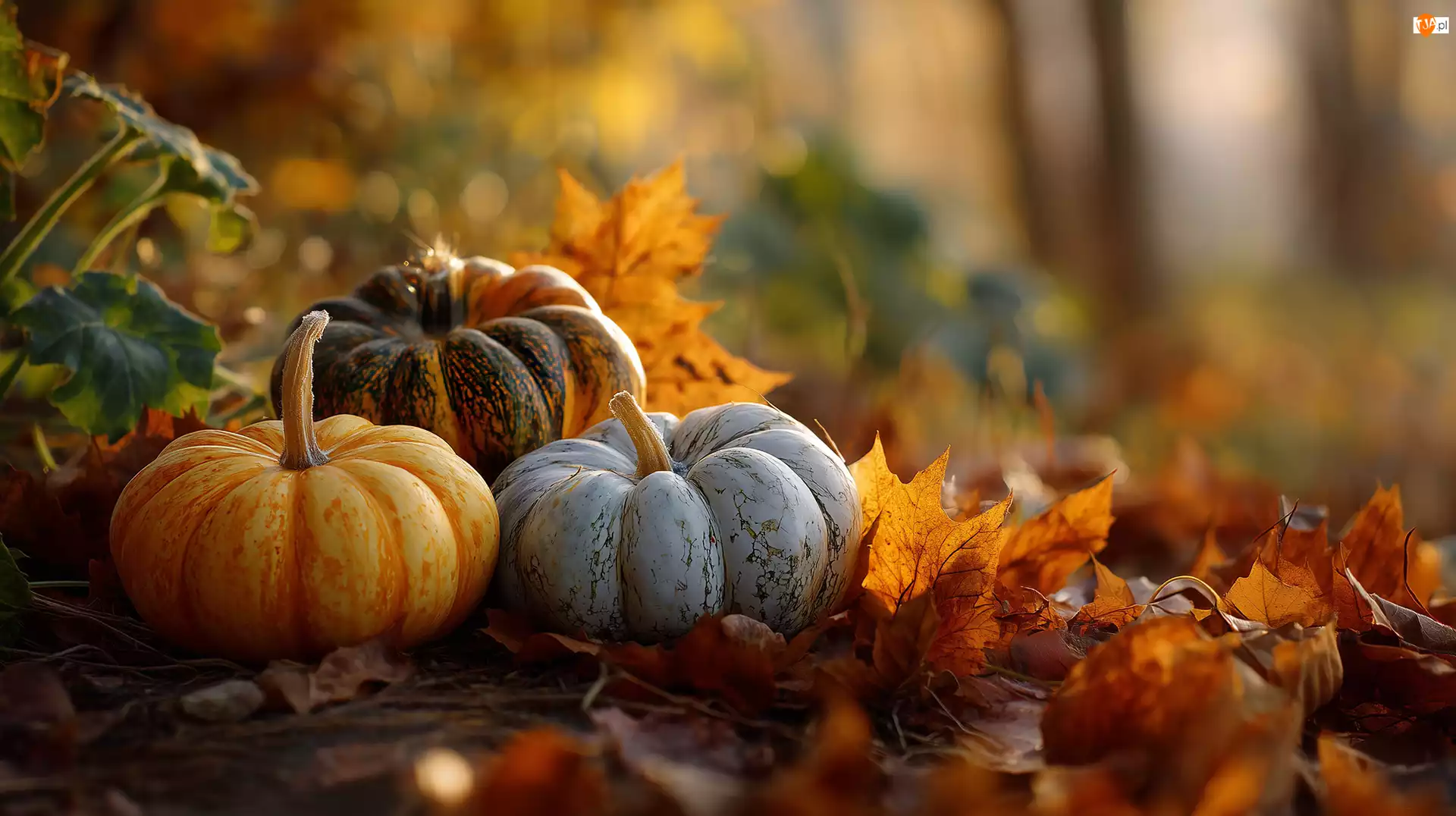 Suche, Grafika AI, Dynie, Kolorowe, Liście