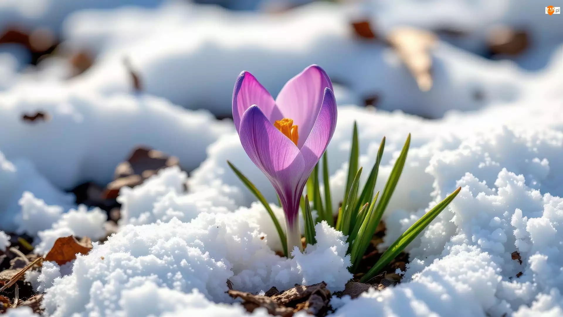 Zielone, Śnieg, Krokus, Fioletowy, Listki