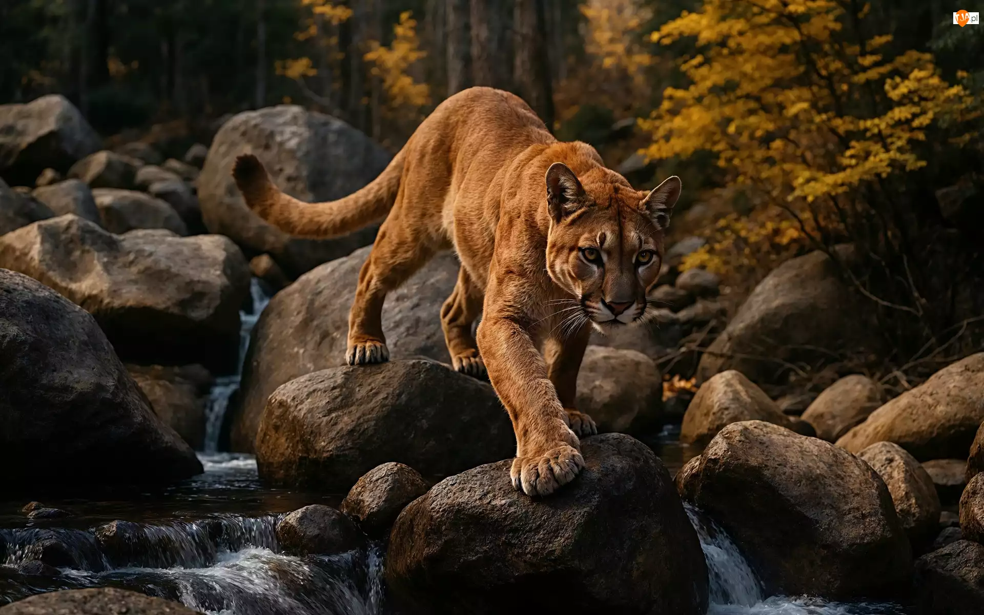 Puma, Las, Rzeka, Grafika AI, Kamienie, Strumień