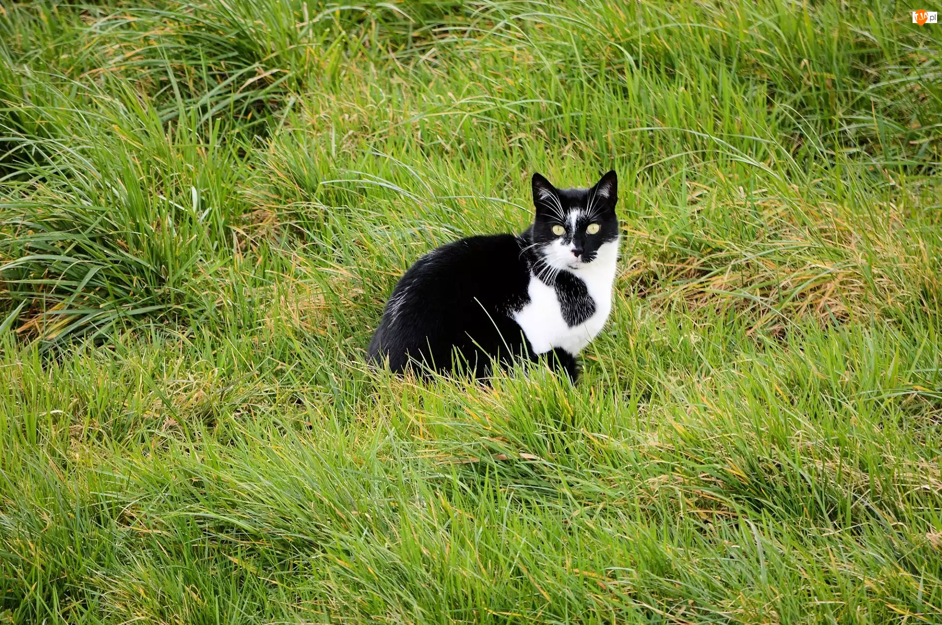 Trawa, Biało-czarny, Kot