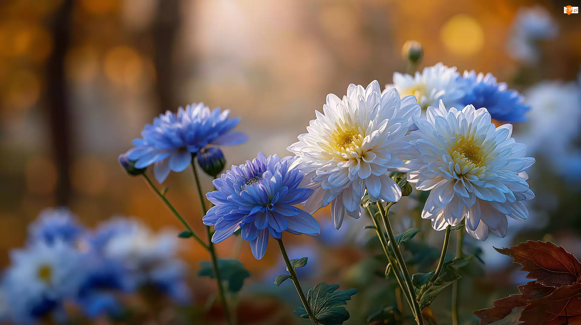 Niebieskie, Grafika AI, Białe, Chryzantemy, Kwiaty