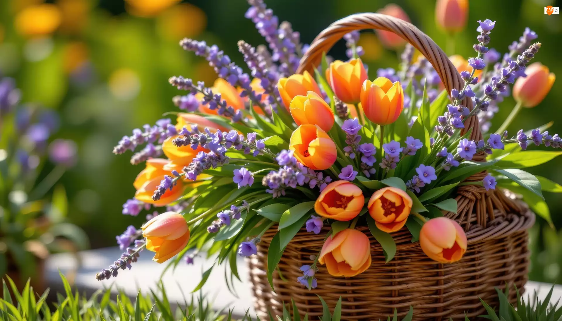 Koszyk, Kwiaty, Lawenda, Tulipany