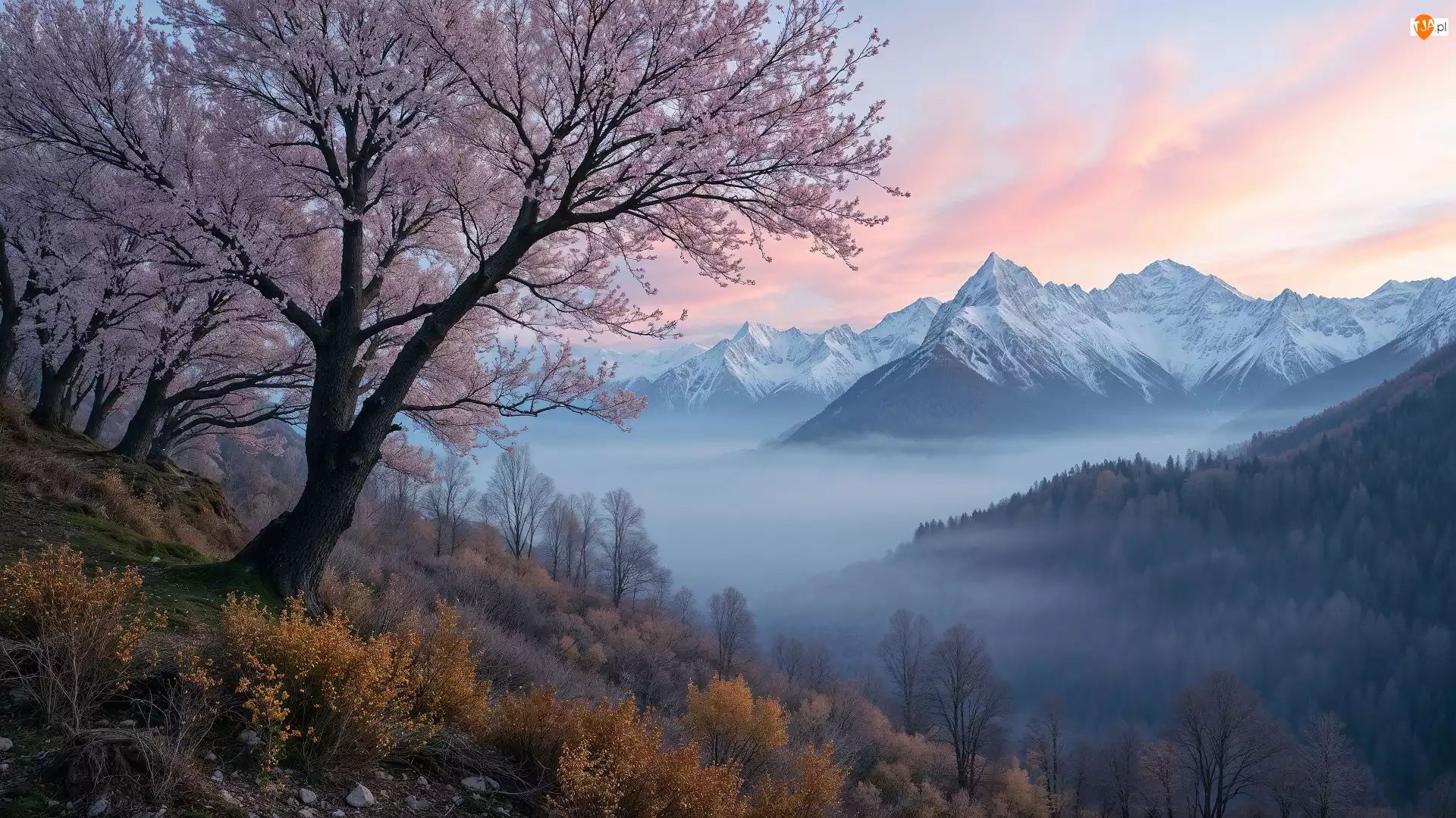 Mgła, Rośliny, Góry, Drzewa, Pożółkłe