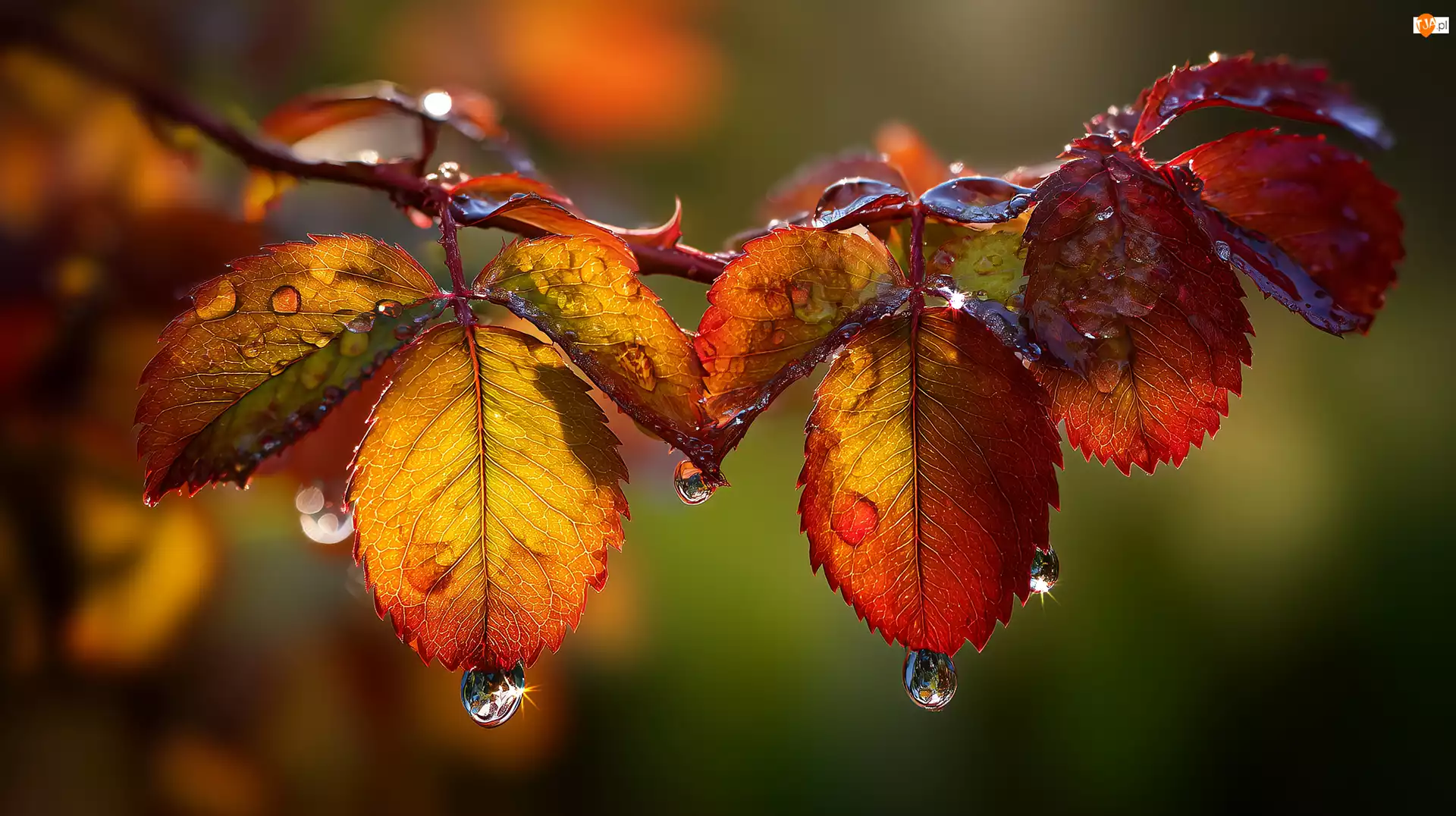 Liście, Grafika AI, Mokre, Jesienne, Krople