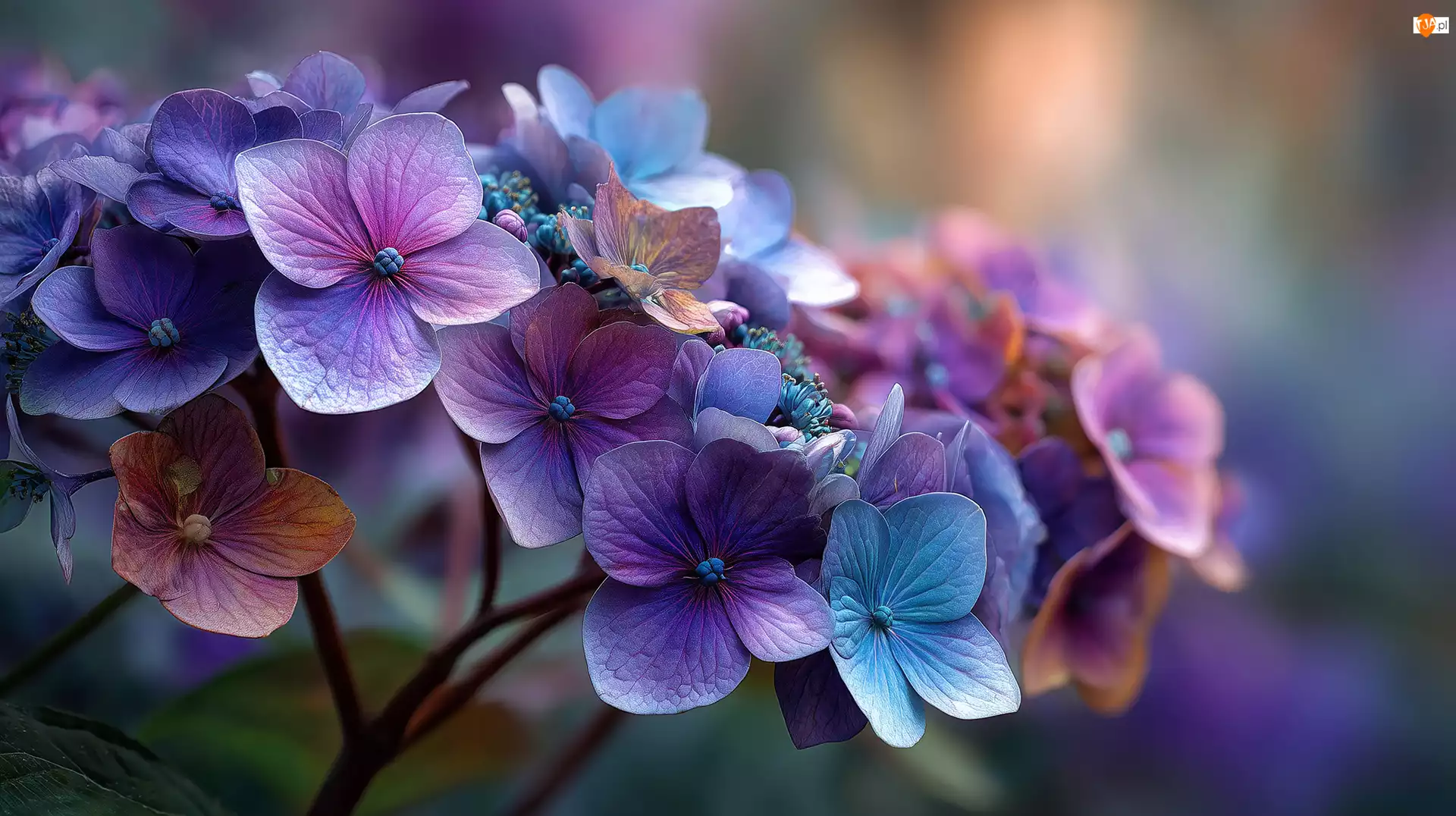 Grafika AI, Hortensja, Kwiaty