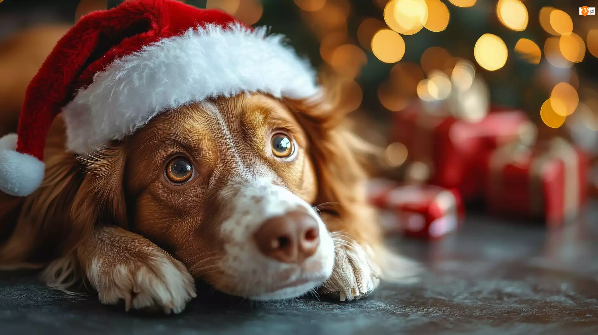 Czapka, Prezenty, Springer spaniel walijski, Pies, Mikołaja