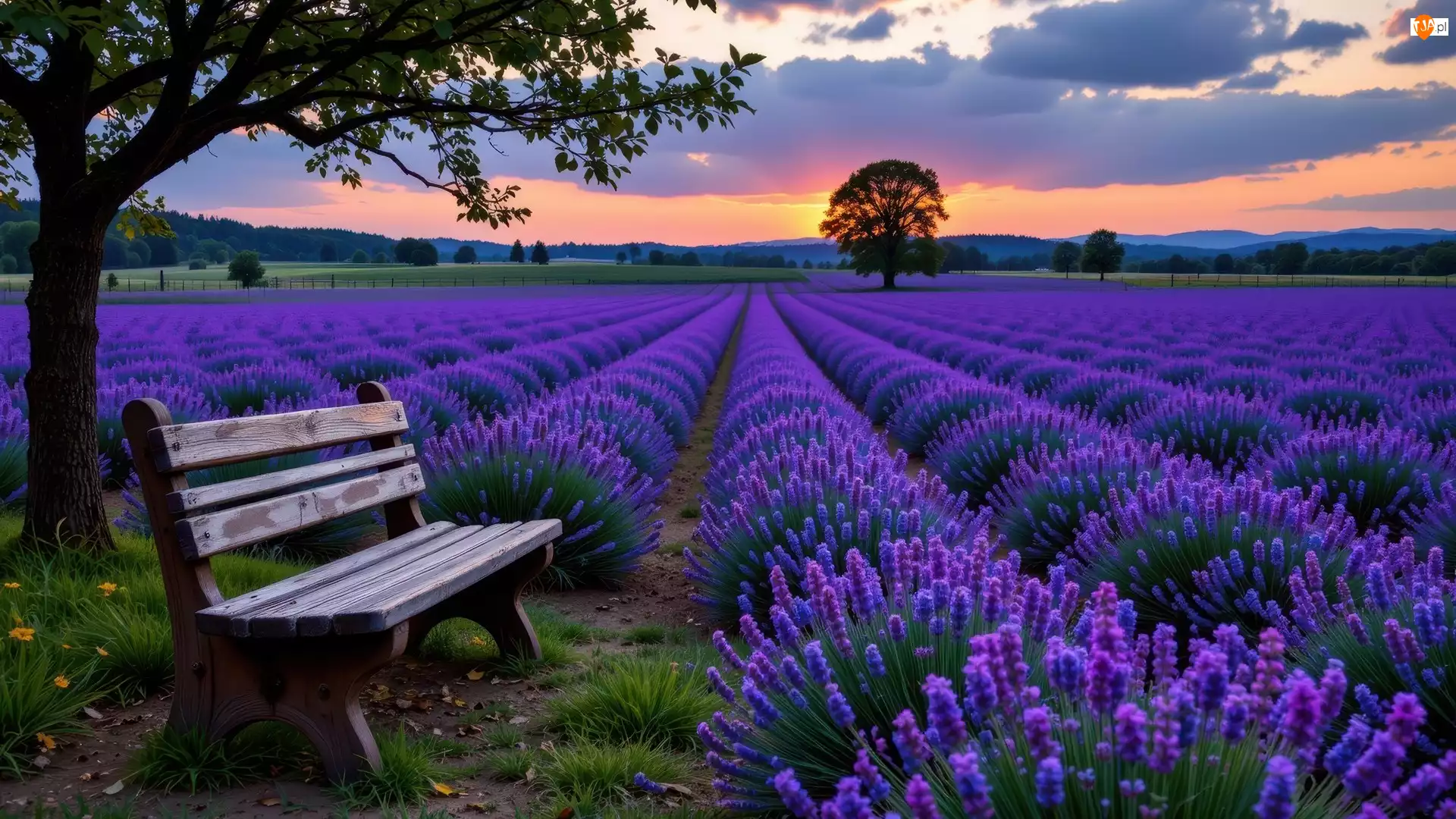 Lawenda, Pole, Drzewa, AI, Ławka, Góry