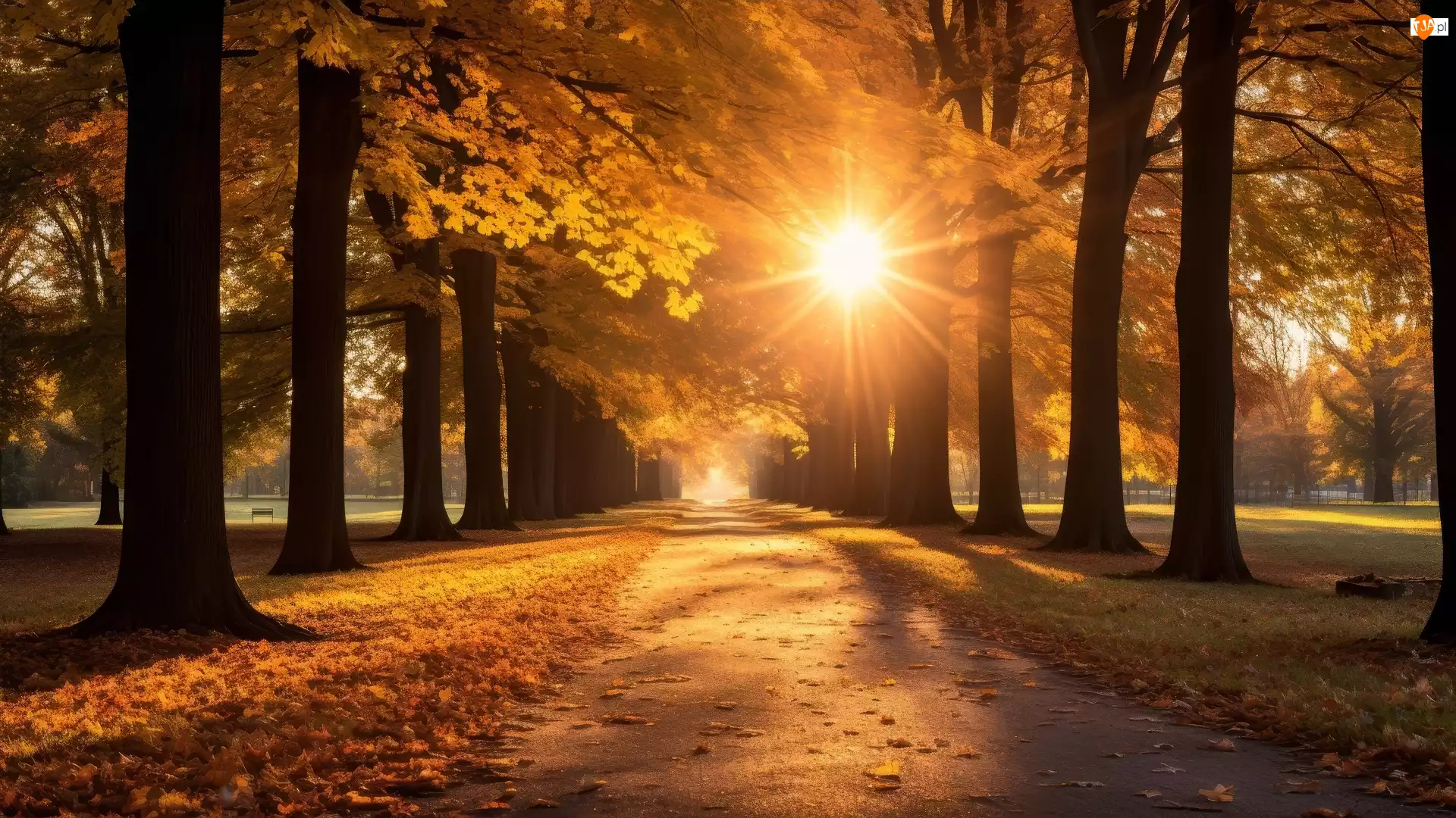 Park, Aleja, Drzewa, Jesień, Promienie słońca