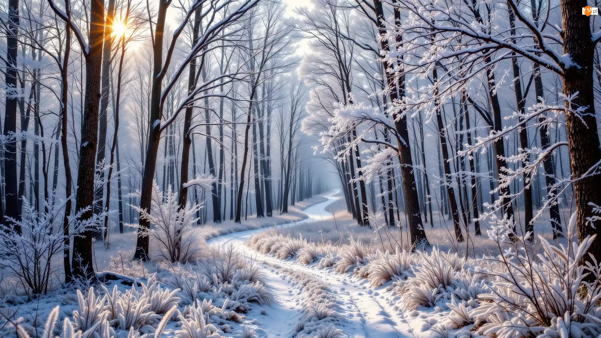 Las, Ośnieżone, Droga, Zima, Promienie słońca, Rośliny, Drzewa