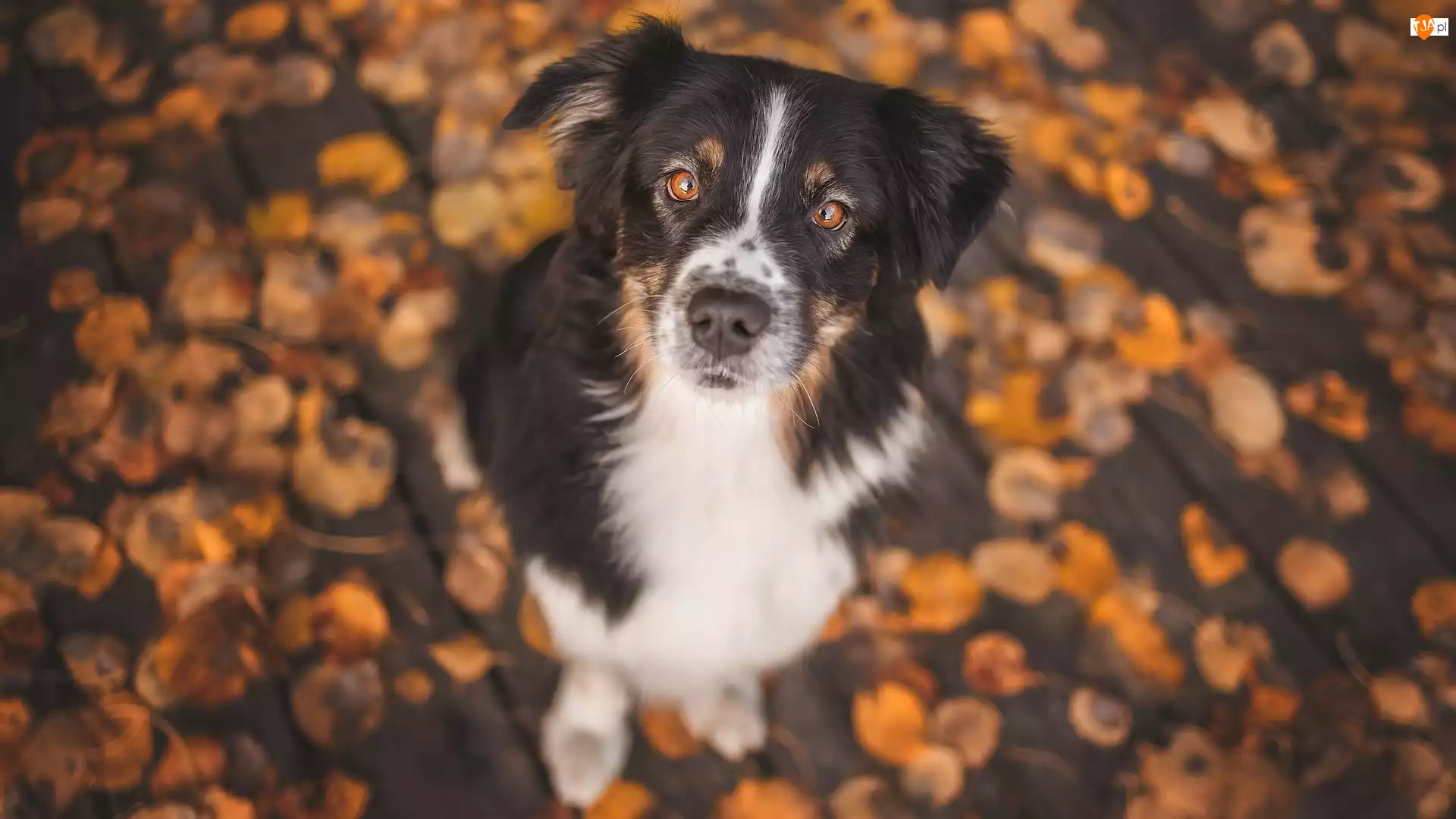 Liście, Pies, Border collie