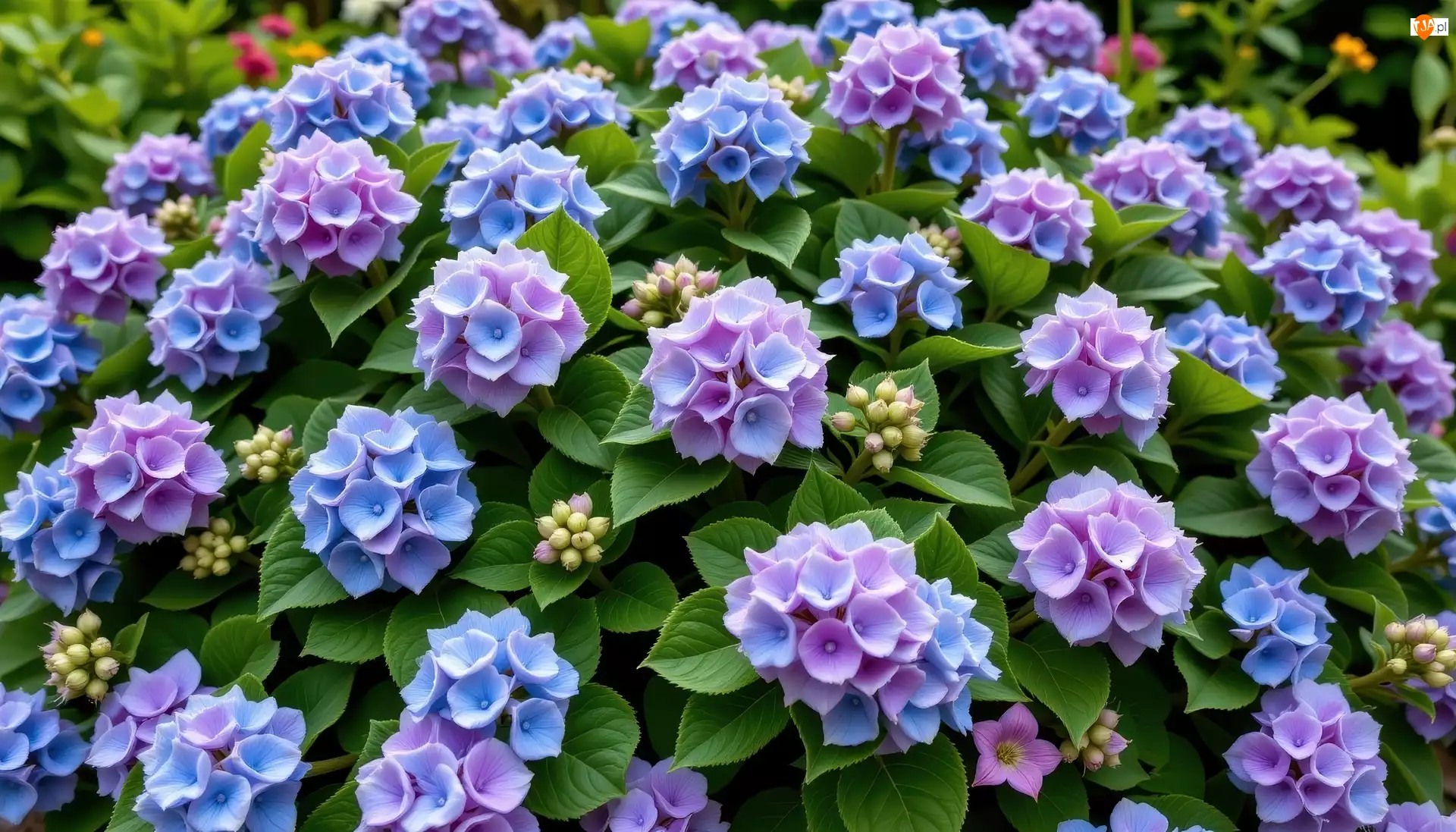Hortensja, Niebiesko-fioletowa