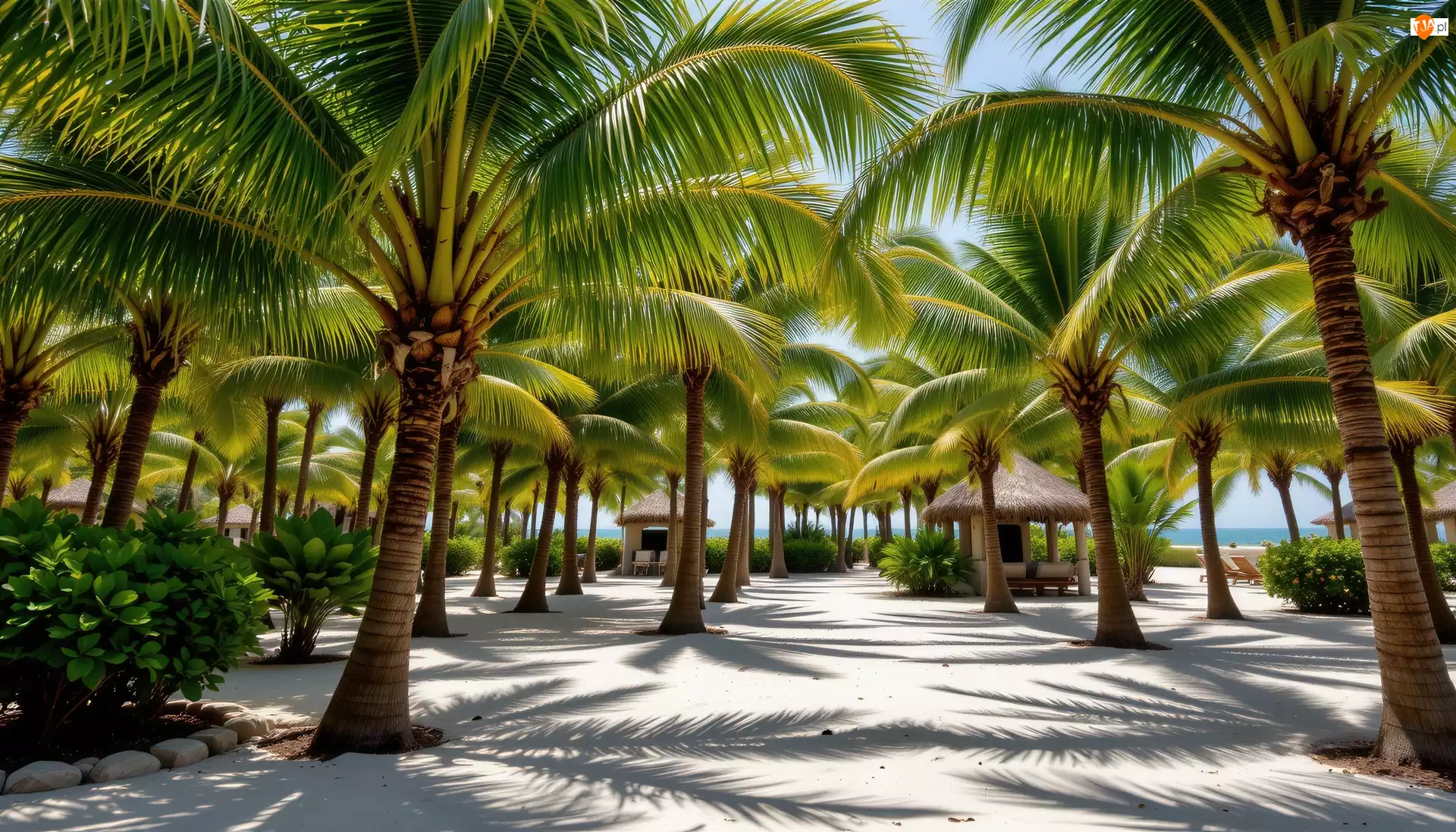 AI, Palmy, Tropiki, Piasek