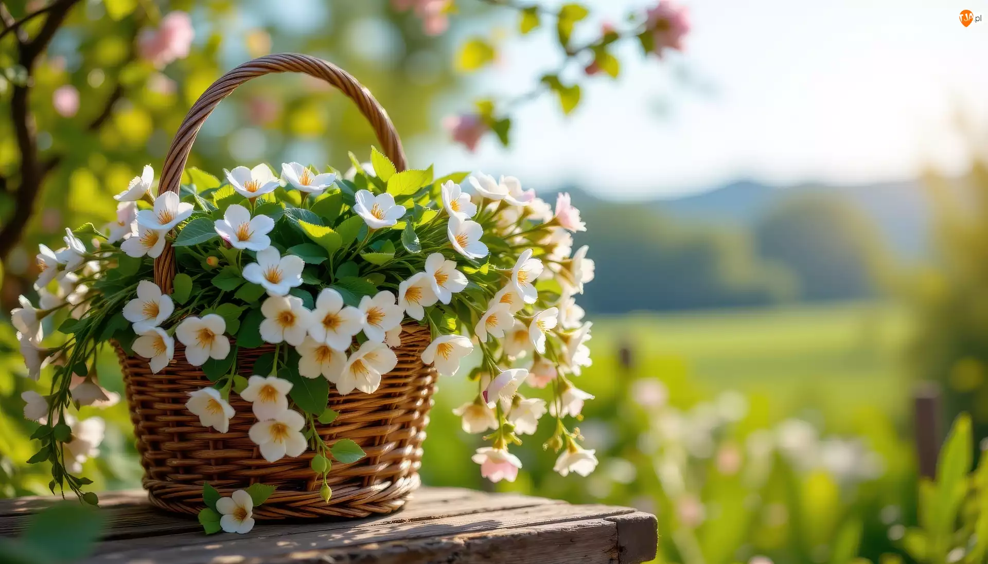 Koszyk, Białe, Kwiaty, Wiklinowy