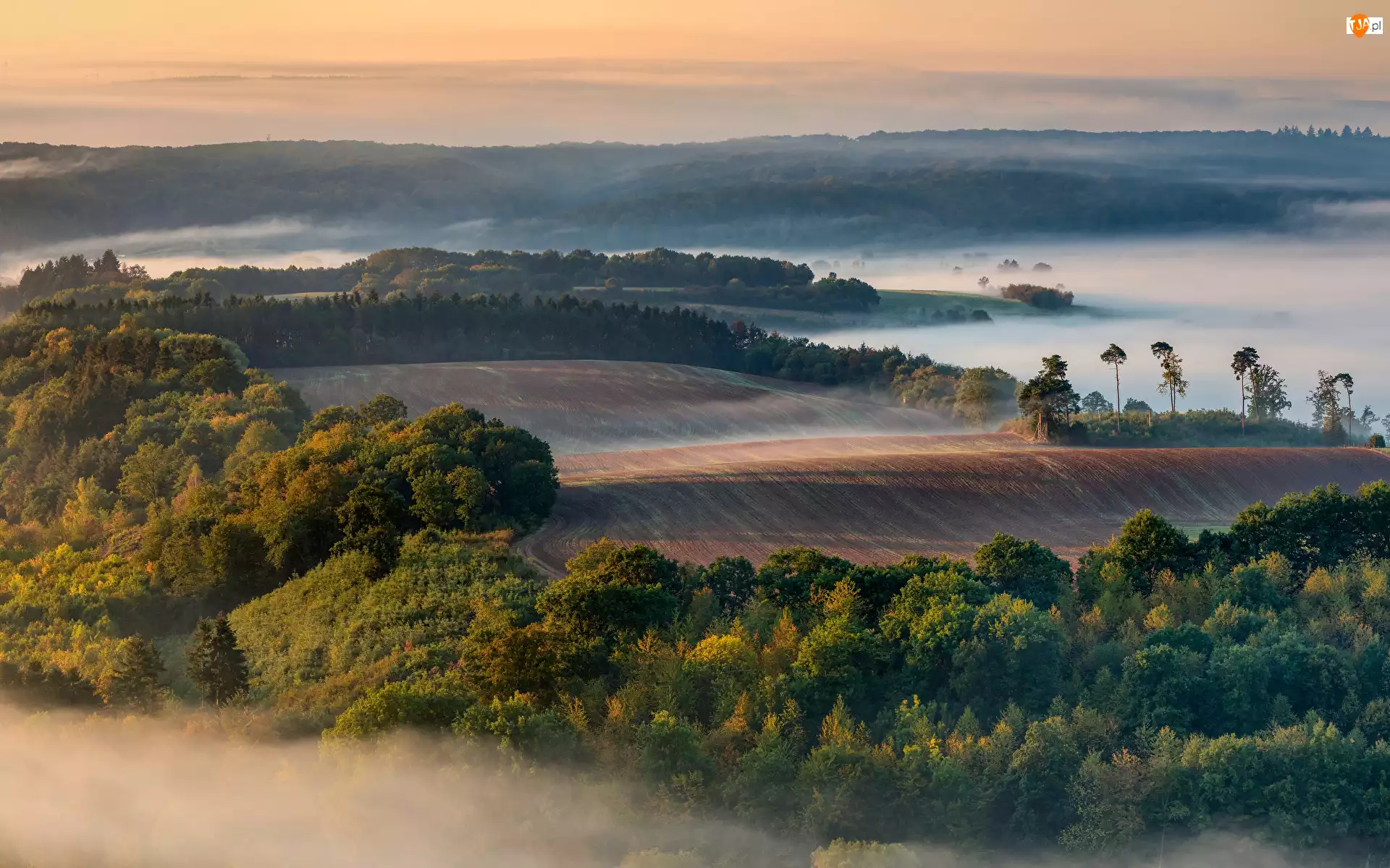 Drzewa, Wzgórza, Mgła, Z lotu ptaka, Pola, Poranek