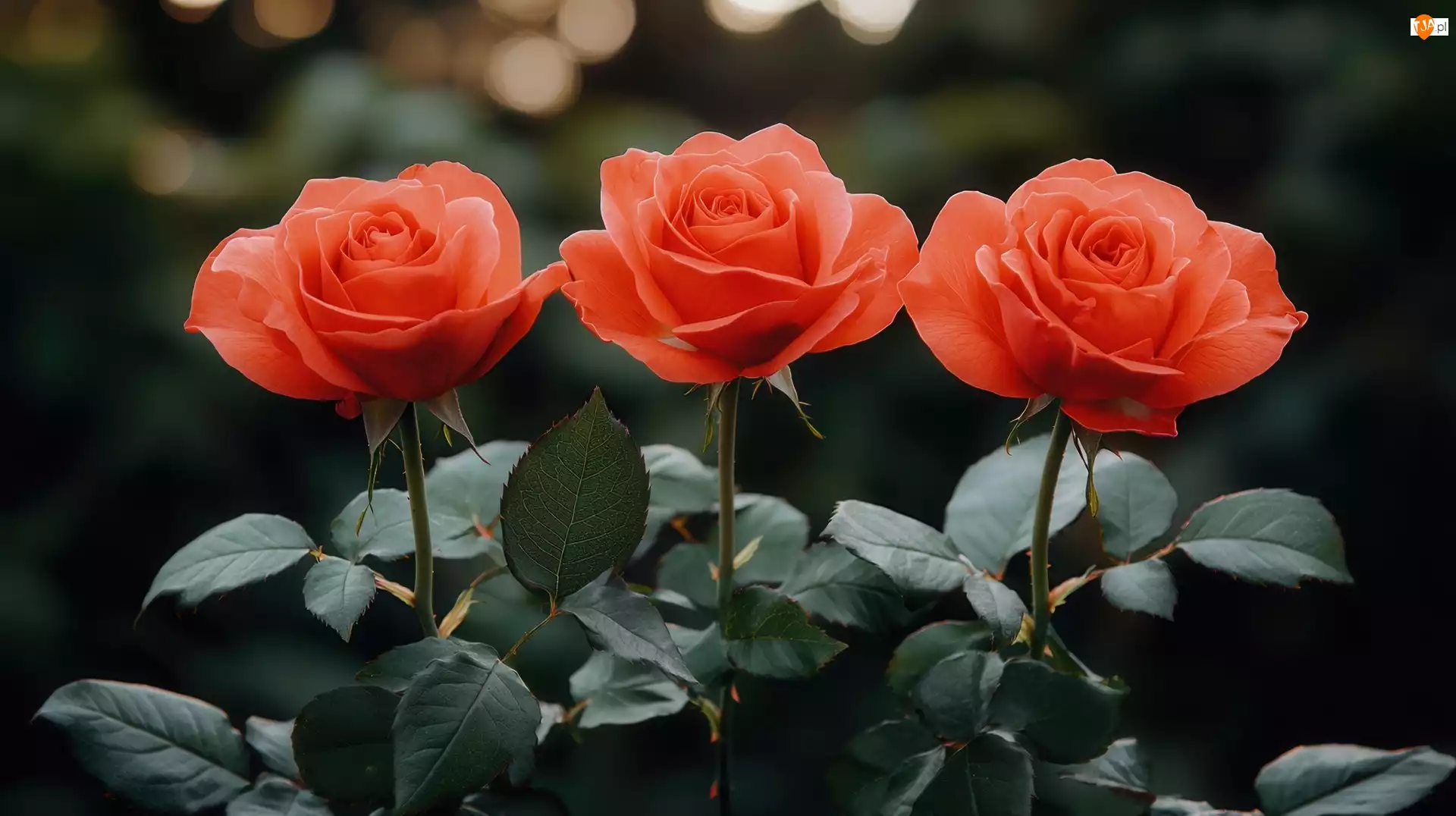 Róże, Trzy, Rozkwitające, Czerwone