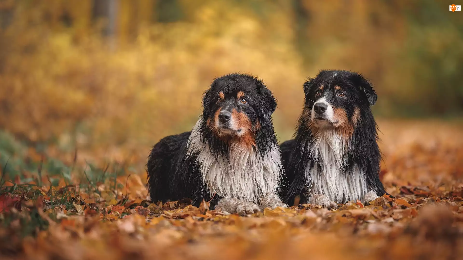Owczarki australijskie, Psy, Dwa, Leżące