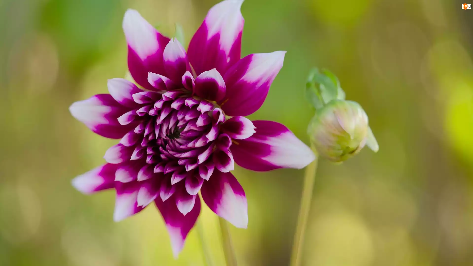 Dalia, Kwiat, Fioletowy