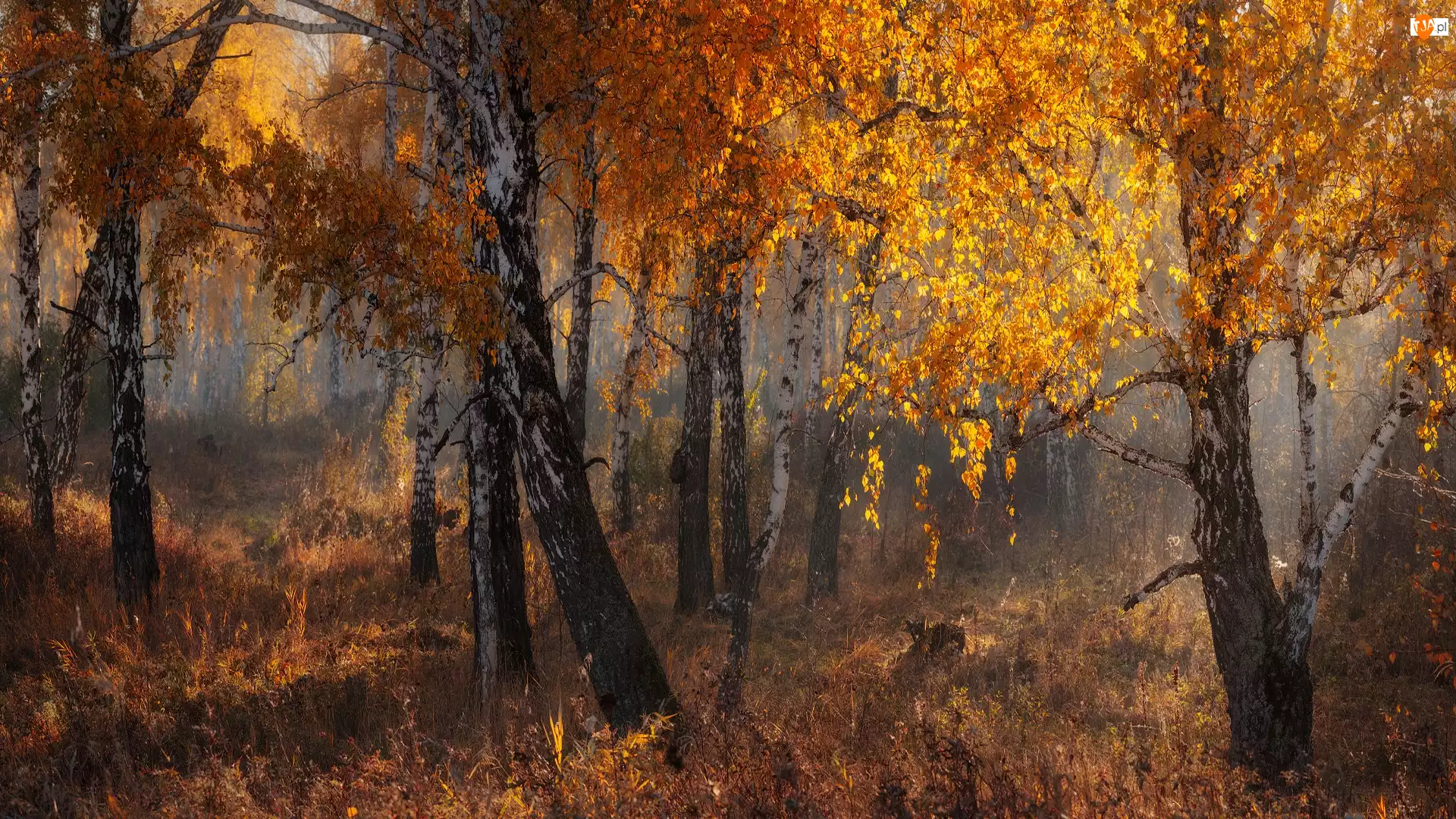 Las, Drzewa, Mgła, Jesień, Trawa, Liście, Brzozy