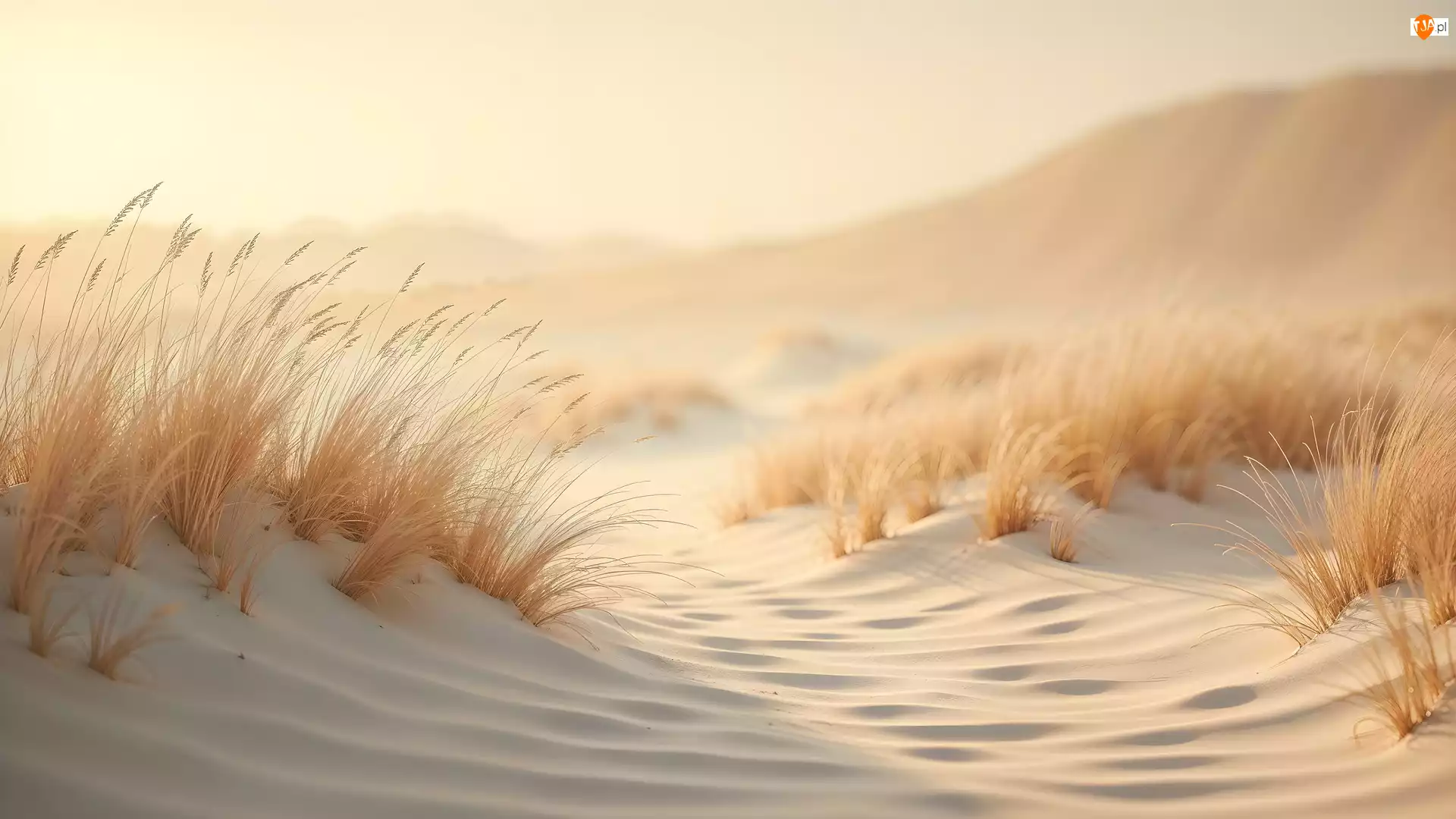 Trawa, Plaża, Wydmy