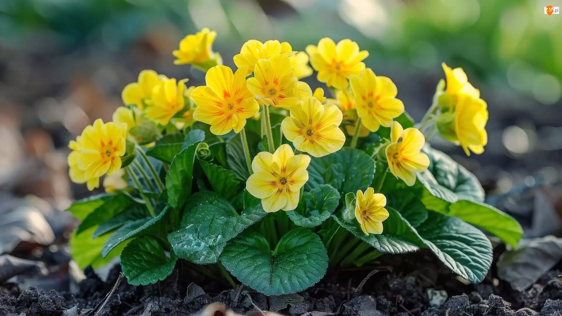 Listki, Żółte, Prymule