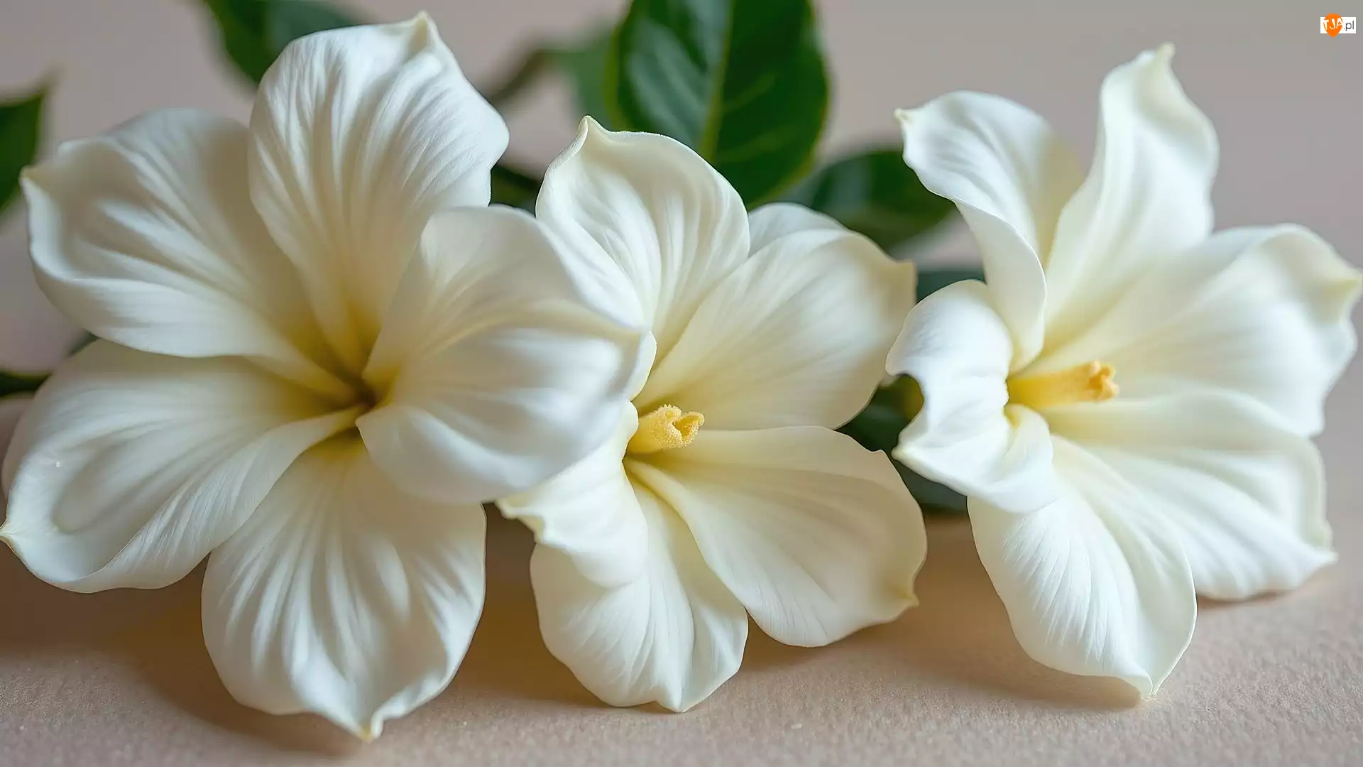 Zbliżenie, Trzy, Białe, Kwiaty