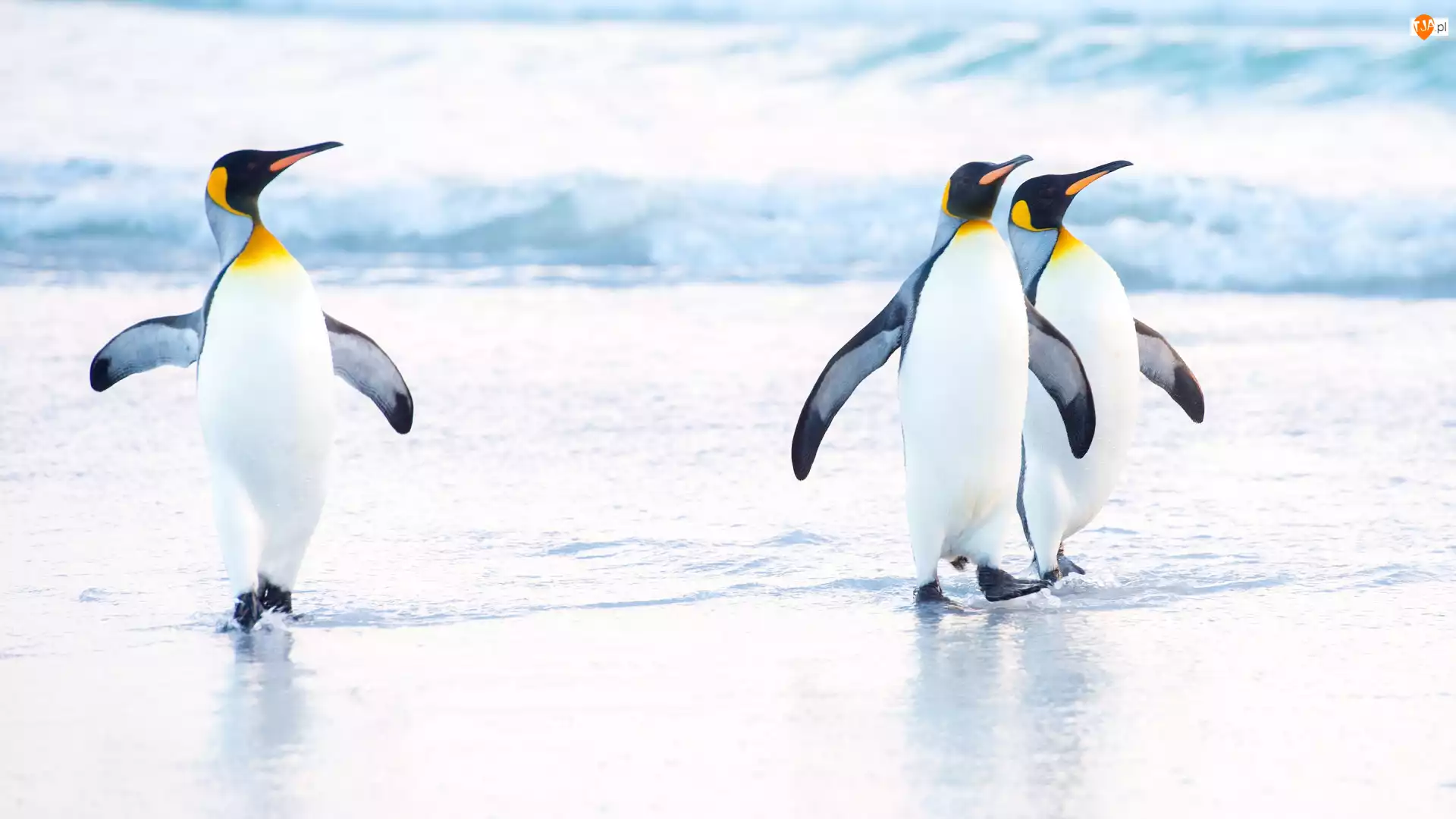 Pingwiny cesarskie, Trzy