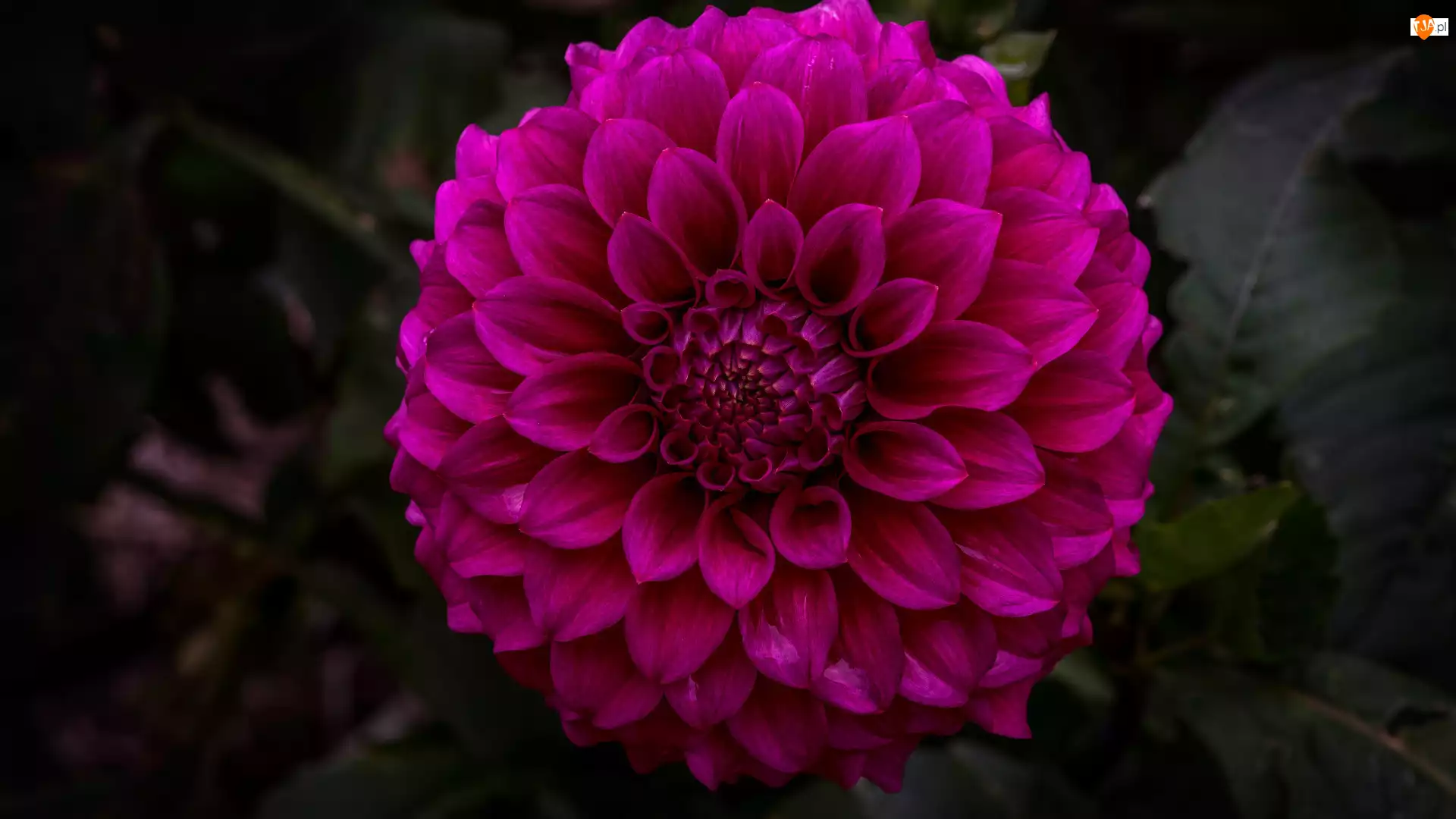 Dalia, Tło, Kwiat, Różowy, Ciemne