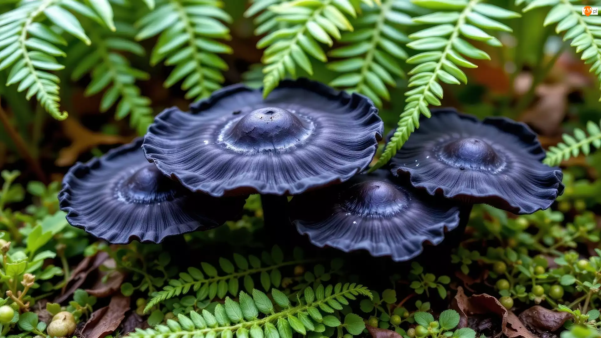 Paproci, Czarne, Grzyby, Liście