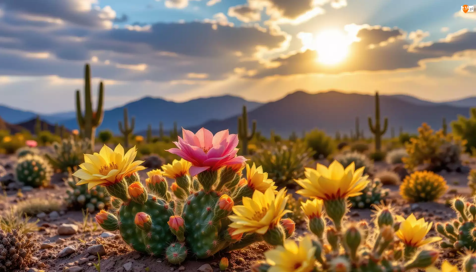 Góry, Grafika AI, Kaktusy, Kwitnące, Niebo