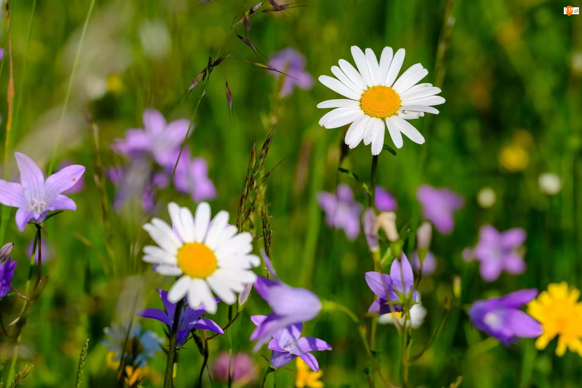 Trawa, Kwiaty, Stokrotki