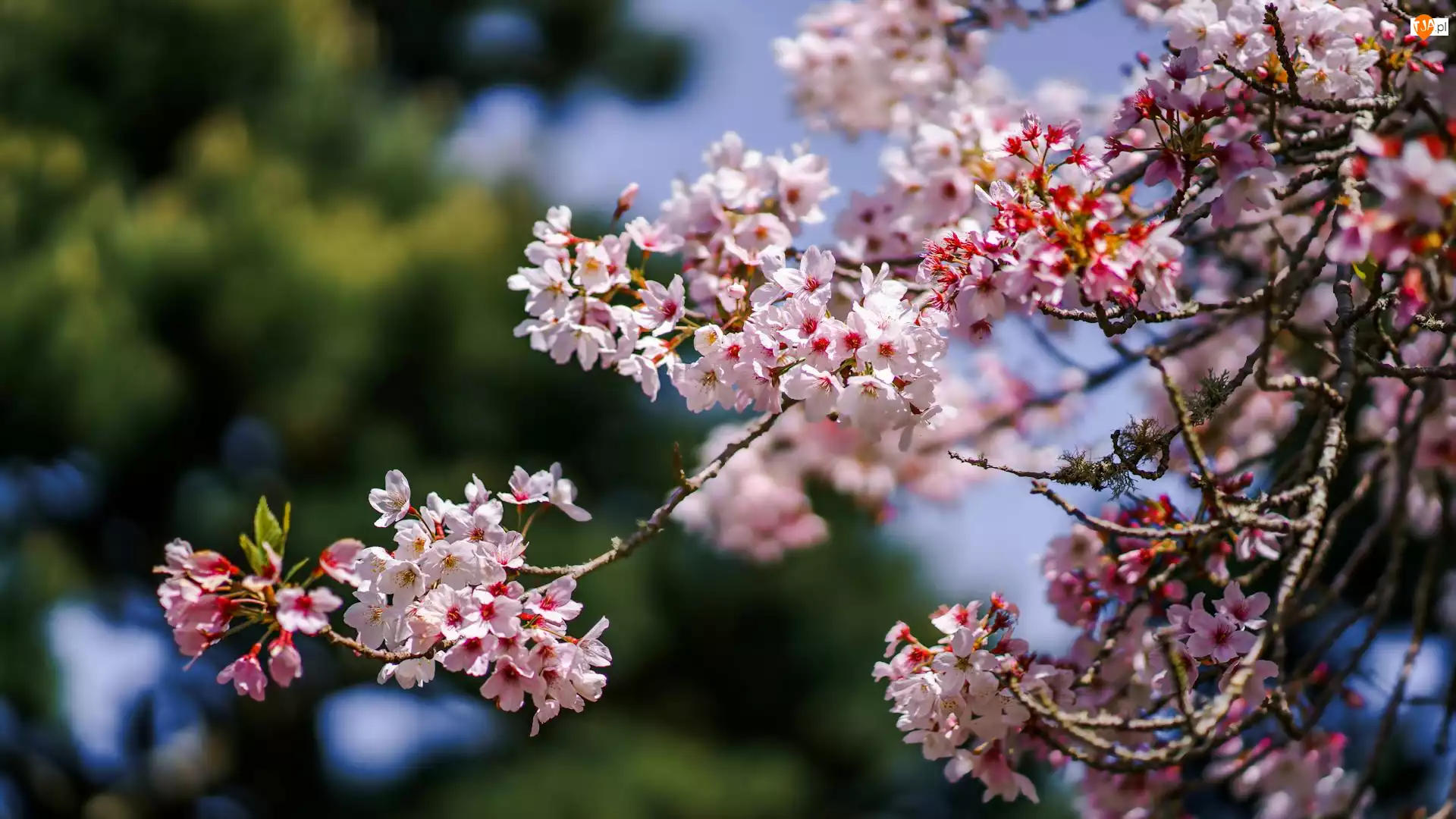 Kwiaty, Gałązka, Jasno-różowe