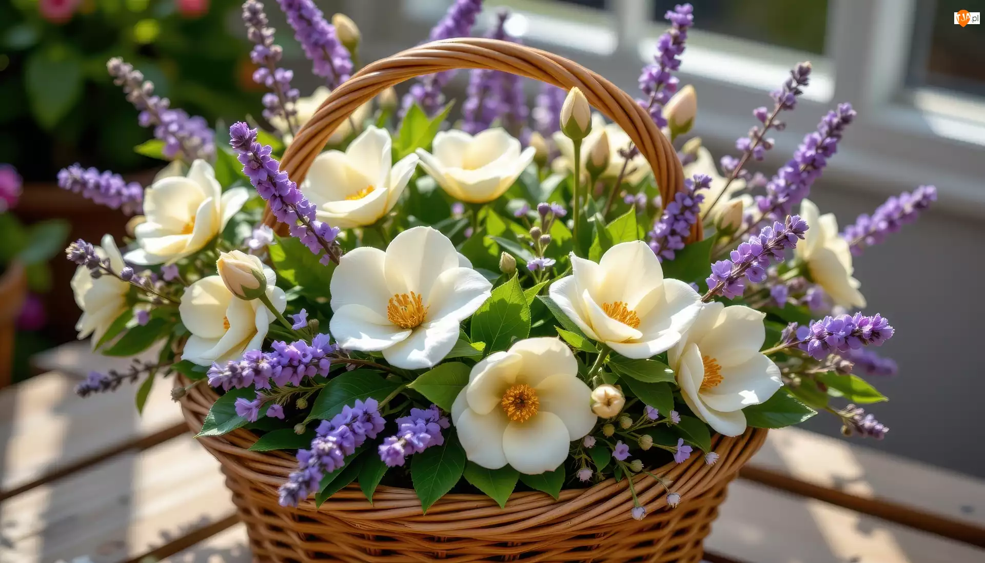 Koszyk, Kwiaty, Kremowe, Fioletowe
