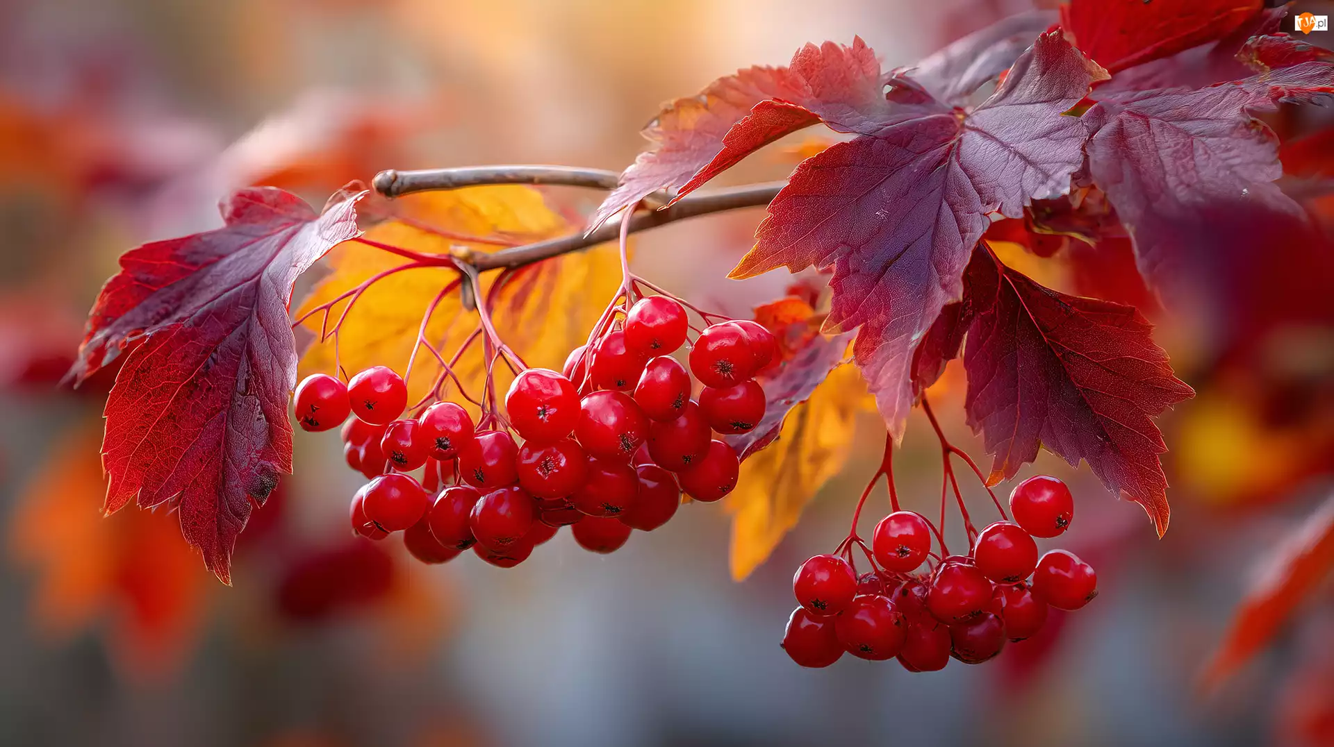 Gałązka, Jesienna, Owoce, Grafika, Czerwone, Liście