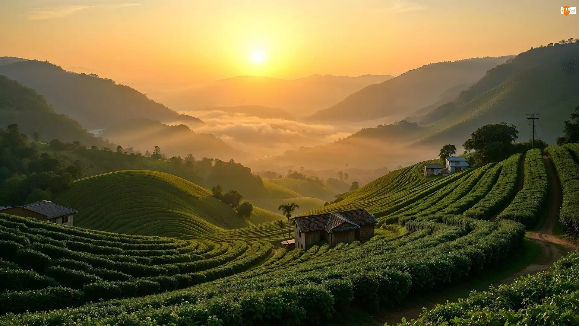 Wschód słońca, Plantacja, Pola, Góry