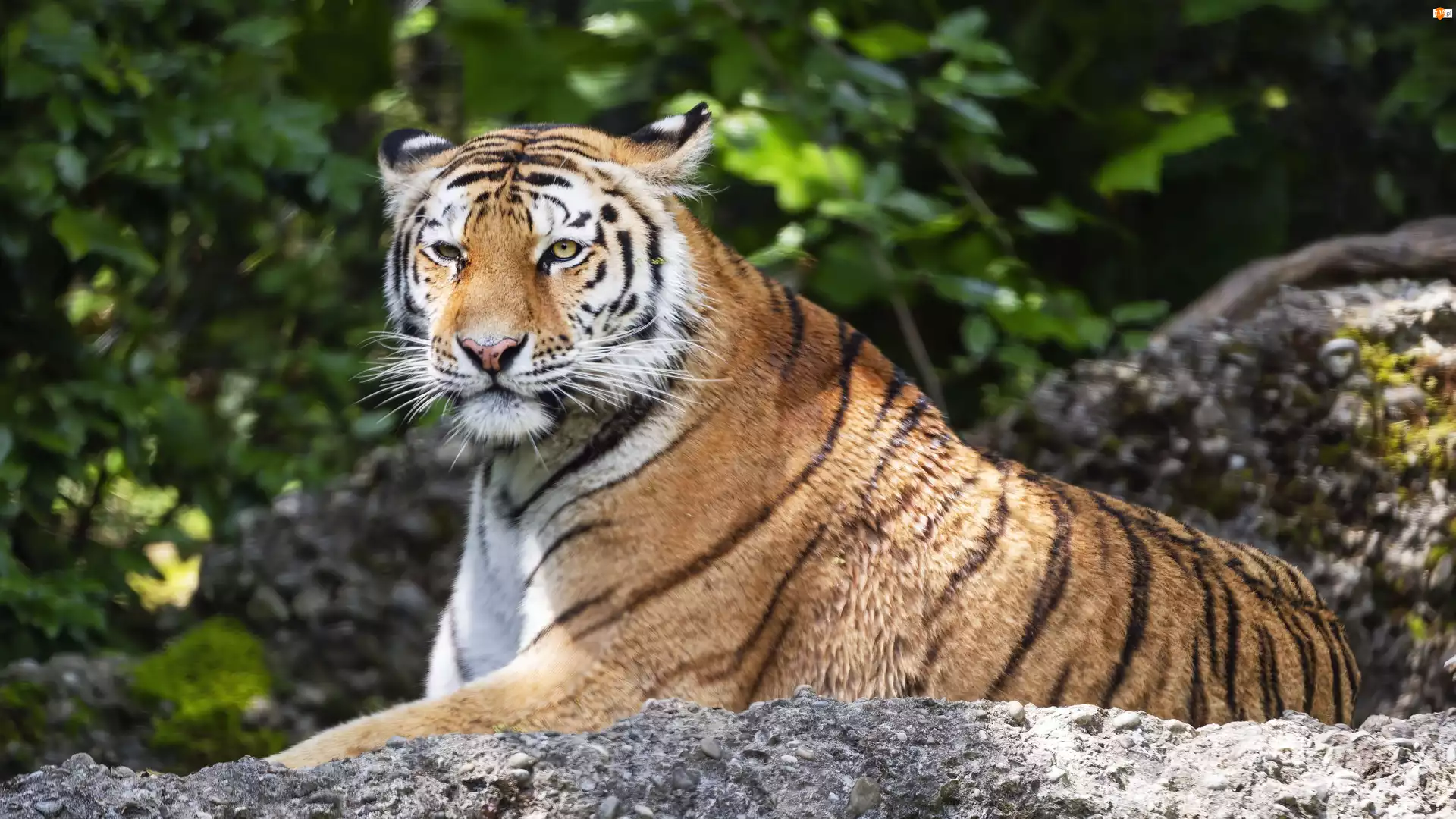 Rośliny, Leżący, Tygrys, Skała